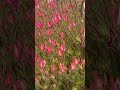 Winter Red- Leucadendron salignum . End of the summer in the garden