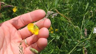 Lathyrus pratensis 200626