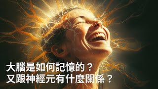 【冷知識】大腦是如何記憶的？又跟神經元有什麼關係？