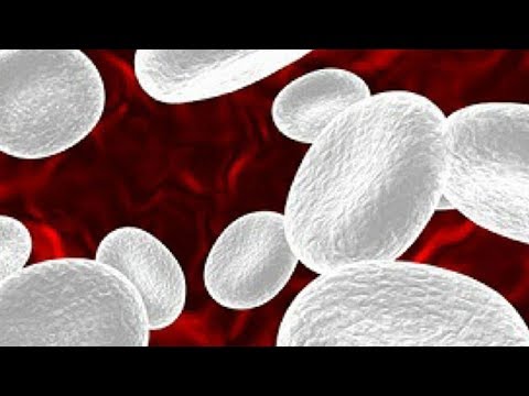 Foods To Increase White Blood Cells Count Foods To Increase White Blood Cells Count
