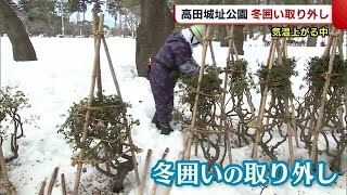 上越市・高田城址公園で“冬囲い”の取り外し作業　春を迎える準備進む【新潟】 (22/03/08 19:00)