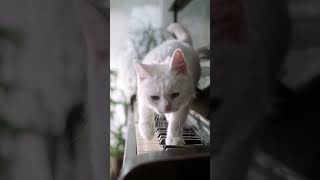 cute cat |  cat plays the piano |  funny music