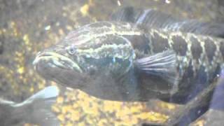 いしかわ動物園 カムルチー（雷魚）