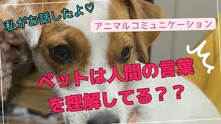 【動物と話す】ペットは人間の言葉を理解してる？？　ワンちゃん編