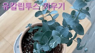 유칼립투스 키우기의 모든것