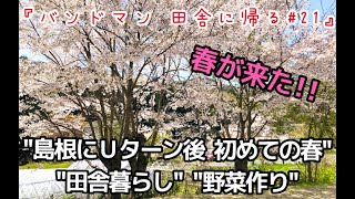 島根県Uターン後、初の春!!~桜満開~