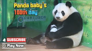 Panda Chat Group: Panda Baby’s 100th Day | iPanda