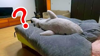 What Does My German Shepherd Dog Do!? There's The Big Shark On Her Sleeping Bed...