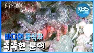 위장의 귀재 문어! 환경스페셜 ‘문어’ / KBS 20120314 방송