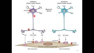 ENTERIC NERVOUS SYSTEM