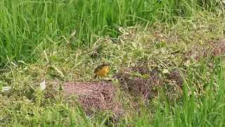 Yellow wagtail 黃鶺鴒