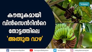 കൗതുകമായി വിന്‍സെന്‍റിന്‍റെ തോട്ടത്തിലെ 'അത്ഭുത വാഴ' |Plantain |