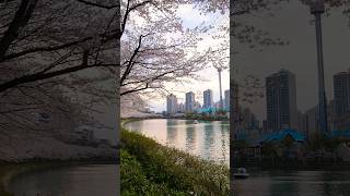 Sakura|Beautiful Cherry Blossoms in Japan and Korea #sakuratree #springtime #shorts