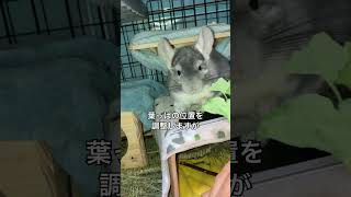 秘密兵器を使ってチンチラの足型採取してみた＃chinchilla＃チンチラ＃shorts