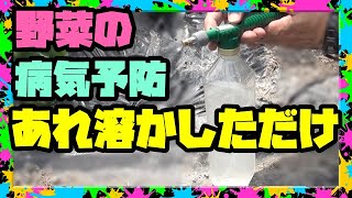 【液体肥料の作り方】「苦土石灰の上澄み液」世界一簡単で効果抜群の液肥で病気にオサラバ