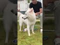 what a beautiful white siberian husky husky siberianhusky dog shorts