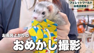 フェレットワールドさんのお風呂に密着！！【ferret#1329】