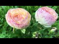 how to grow ranunculus pre sprout ranunculus growing ranunculus