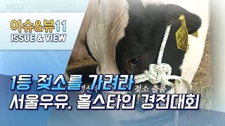 [현장톡톡] 1등 젖소를 가려라…서울우유, 홀스타인 경진대회 / 머니투데이방송 (뉴스)