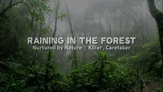 Raining In The Forest | Nurtured By Nature | Virtual Forest Bath | Relaxing Soundscape Ambience