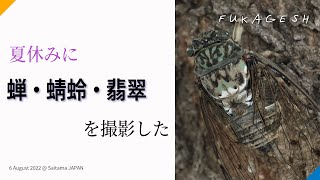 ミンミンゼミ、ニイニイゼミ、シオカラトンボ交尾にカワセミ