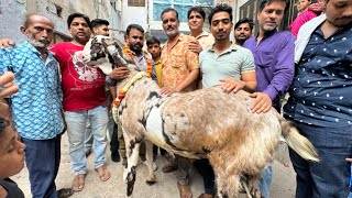 JAIPUR GOAT HEAVYWEIGHT QURBANI🐐GOAT🎉COMPILATION✨2024 #vlog.6 #worldrecord #bakramandi