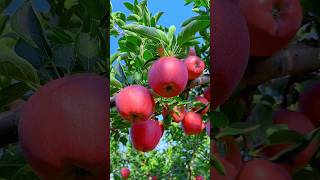 Beautiful orchard with tasty fruits 😋🍓🍉🥭🍊#shorts #nature #fruit