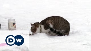 Ice fishing a Christmas tradition in Russia | World Stories