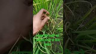 प्याज की खेती, प्याज की नर्सरी, को, कोहरा, पाला, से, #education #farmers  कैसे बचाएं