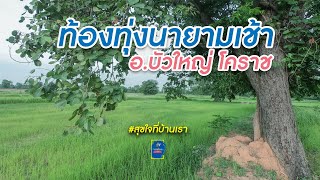 ท้องทุ่งนายามเช้ากับธรรมชาติที่แสนบริสุทธิ์ที่บ้านเฮา | Ronron Inter