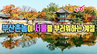 고즈넉한 고궁의 가을을 느낄 수 있는 서울 단풍명소 경복궁 가을풍경을 소개해 드립니다.