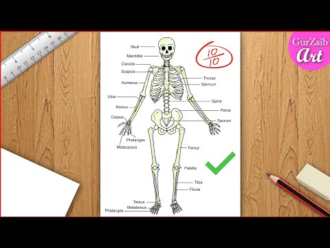 What is skeletal system drawing?