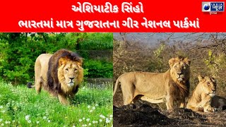 |GUJARAT | - એશિયાટીક સિંહો ભારતમાં માત્ર ગુજરાતના ગીર નેશનલ પાર્કમાં- India News Gujarat