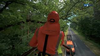 Baumkontrolle im Landesbetrieb Straßenwesen Brandenburg