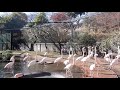 ヨーロッパフラミンゴの求愛ディスプレイ：「行進」（多摩動物公園）