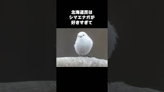 シマエナガの秘密