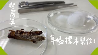 超簡單的草蜢標本製作 Making a simple grasshopper specimen