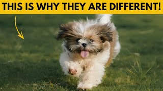 6 Ways Shih Tzus Are Different From Other Dogs