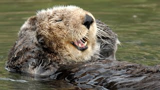 You otter kick off the week with the Sea Otter Cam! | Monterey Bay Aquarium Live Sea Otter Cam