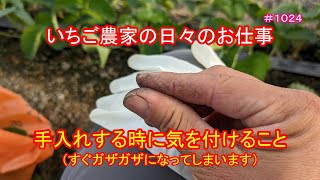 手入れの時に気を付けること（すぐガザガザになってしまいます）　いちご農家の日々のお仕事　＃１０２４