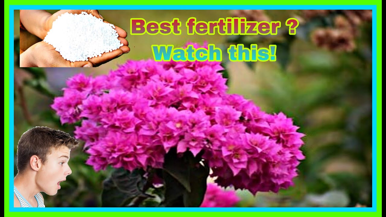 Great Urea Fertilizer, You Must See How It Is Used | What Is Urea ...