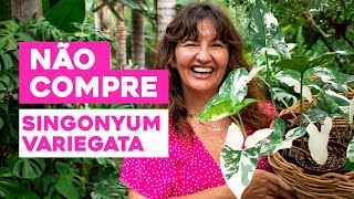 NÃO COMPRE um SINGONYUM VARIEGATA sem antes assistir esse VÍDEO !