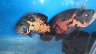 Oscar Fish Highest Quality A Grade Oscar සුපිරිම Quality ඔස්කා මසුන්