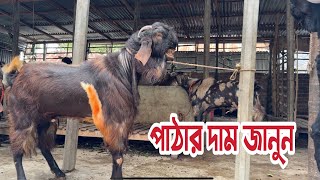 বিভিন্ন জাতের পাঠার দাম জানুন সেলিম ভাই এর খামার থেকে। তোতাপুরী হরিয়ানা বিটল পাঠা ও ক্রস পাঠা