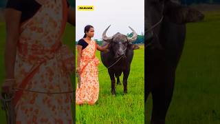 Kanai moh tu🔥 #status #trending #shortfeed #buffalo #shortsviral #buffalofightassam #mr_black