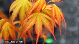 Acer palmatum 'Allen's Gold' | Golden Maple For Bonsai | MrMaple Clips