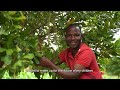 growing macadamia nuts for malawi’s future generation