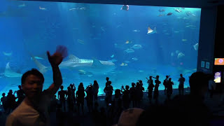 沖縄観光スポット  美ら海水族館      ↓ 概要欄チェック ↓  ジンベイザメを目の前で見ることができる