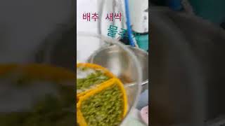 배추새싹 자동으로 물주면서 키우기