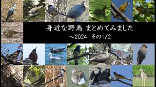 【身近な野鳥 まとめ】～2024 ①